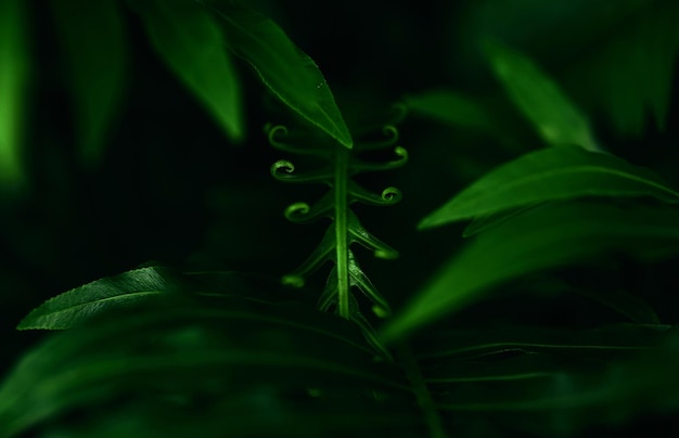 Uma folha verde com a palavra selva