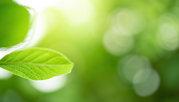 Uma folha verde com a palavra verde nela