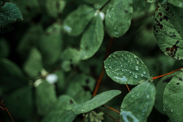 Foto uma folha verde com água cai sobre ela