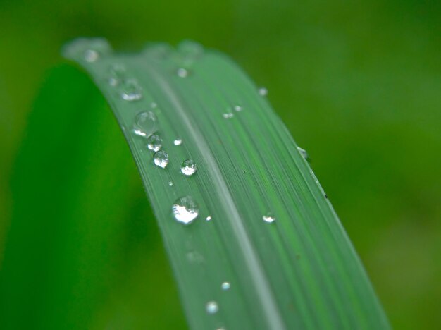 Uma folha verde com água cai sobre ela