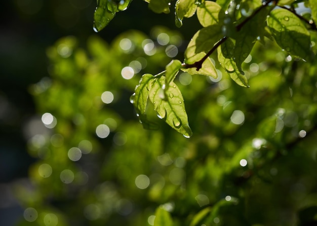 Uma folha verde com água cai sobre ela