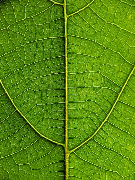 Uma folha verde com as veias da folha