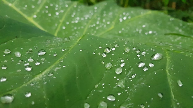 Uma folha verde com gotas de água