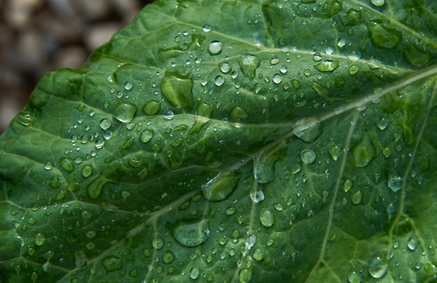 Uma folha verde com gotas de água