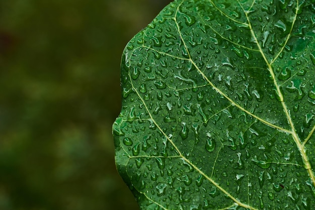 Uma folha verde com gotas de água