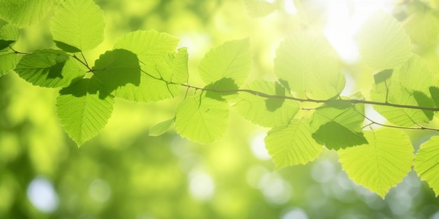 Uma folha verde com o sol brilhando através dela