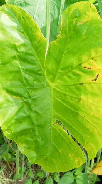 uma folha verde com uma mancha marrom nela