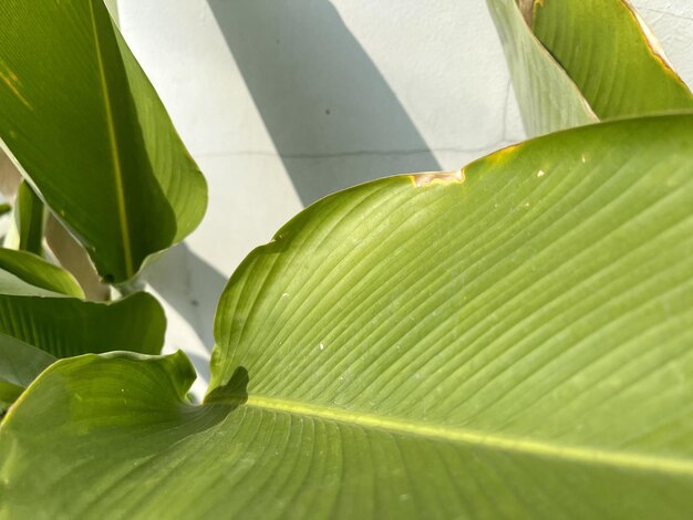 Foto uma folha verde de manhã