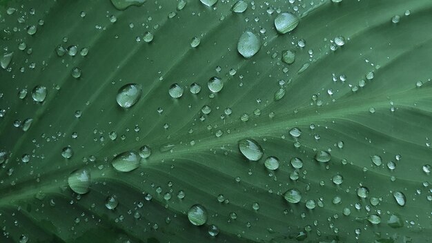 Uma folha verde de uma planta com pingos de chuva. Fechar-se.