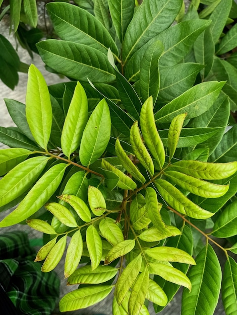 Uma folha verde que está em uma planta