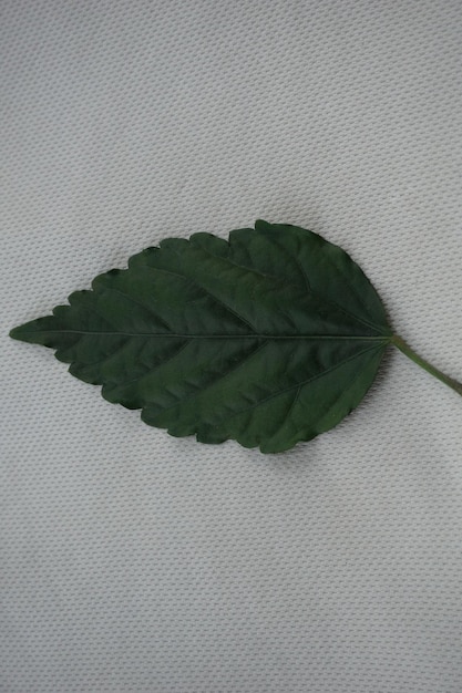 Foto uma folha verde que está sobre um pano branco
