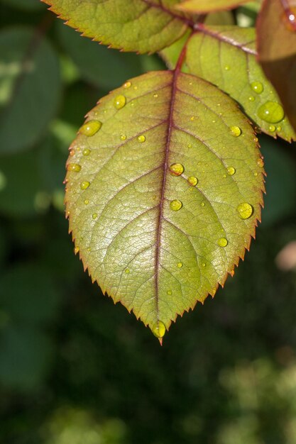 Foto uma folha verde separada com gotas de água sobre ela