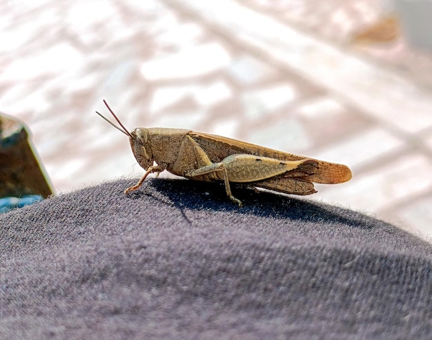 Uma foto aproximada de um gafanhoto marrom Foto macro de um gafanhoto verde Gafanhoto sentado em um pano de cor clara na luz solarFoco seletivo