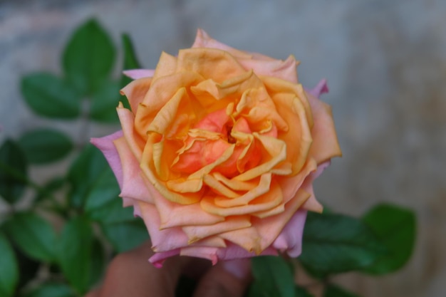 Uma foto aproximada de uma rosa em duas cores laranja e rosa