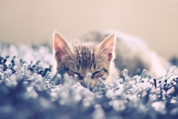 Uma foto bonita de um gatinho a dormir.