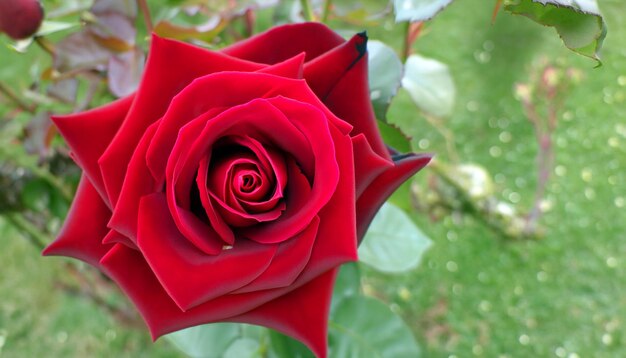 Uma foto cativante de uma rosa vermelha abraça a beleza do amor e do romance