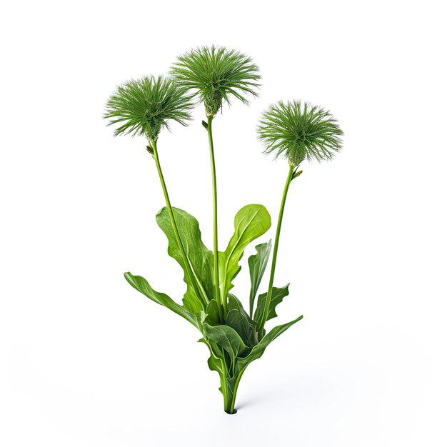 Foto uma foto da planta taraxacum officinale com fundo branco realista gerado por inteligência artificial