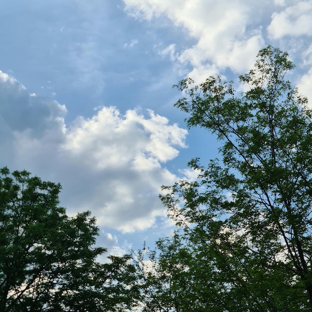 Uma foto de árvores com o céu ao fundo