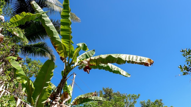 Uma foto de bananeiras frescas e frutas contra um fundo de céu claro