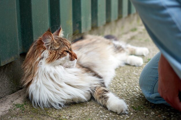 Uma foto de close de um gato fofo deitado no chão ao lado de uma pessoa