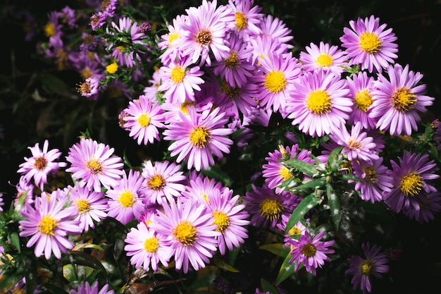 Uma foto de close-up de um ramo de flores de crisântemo rosa com centros amarelos. Padrão de crisântemo no parque de flores. Conjunto de flores de crisântemo rosa roxas.