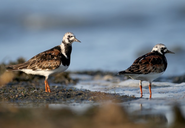 Uma foto de close-up de um turnstone avermelhado (Arenaria interpres) solitário e um par tirado na luz suave da manhã nas margens de um estuário salgado.