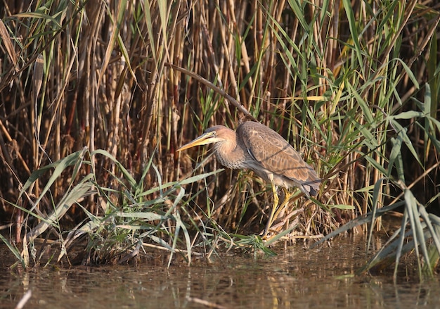 Foto uma foto de close-up de uma garça-real roxa (ardea purpurea) em pé em um junco em um habitat natural.