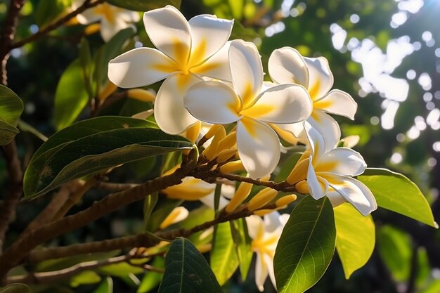 uma foto de close-up extrema de luz do dia de um plumering frondoso