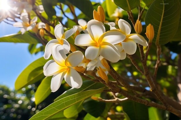 uma foto de close-up extrema de luz do dia de um plumering frondoso