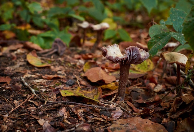 Uma foto de cogumelos selvagens em uma rota de caminhada em Beaufort, Luxemburgo