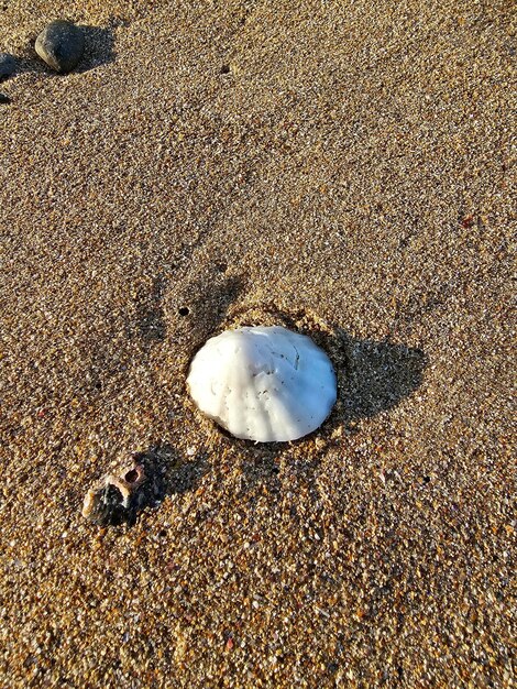 Foto uma foto de concha branca na areia da praia