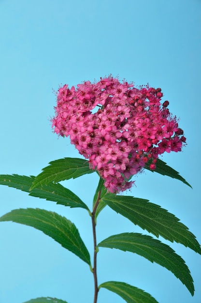 Uma foto de estúdio de bungei clerodendron