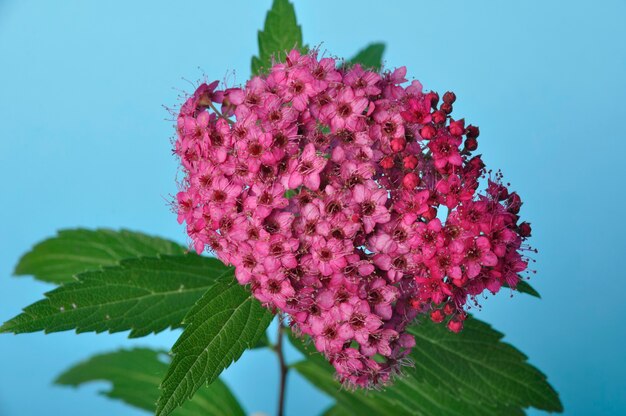 Uma foto de estúdio de bungei clerodendron