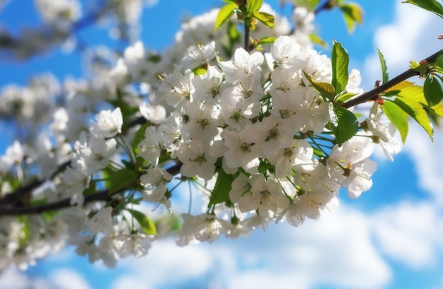 Uma foto de flores de cerejeira Imagem da primavera Flores da primavera