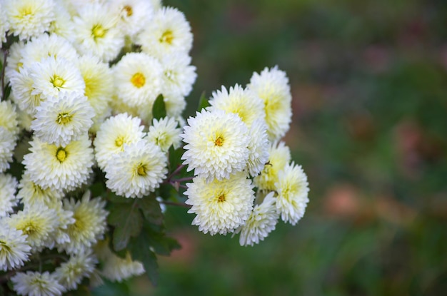 Uma foto de flores de crisântemo em um jardim de outono