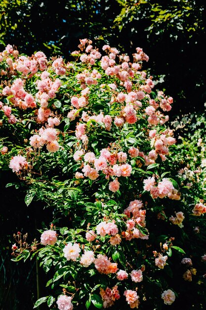 Foto uma foto de flores rosa com folhas verdes