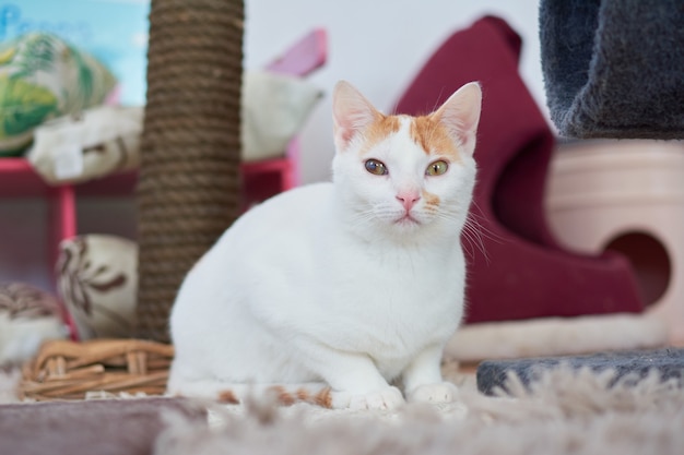 Uma foto de foco seletivo de um lindo gato da Anatólia em um gatil