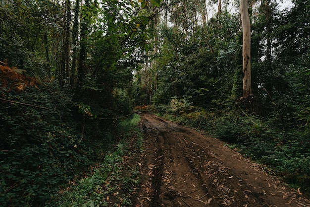 Uma foto de grande angular de uma estrada lamacenta no meio da floresta chuvosa verde durante o outono