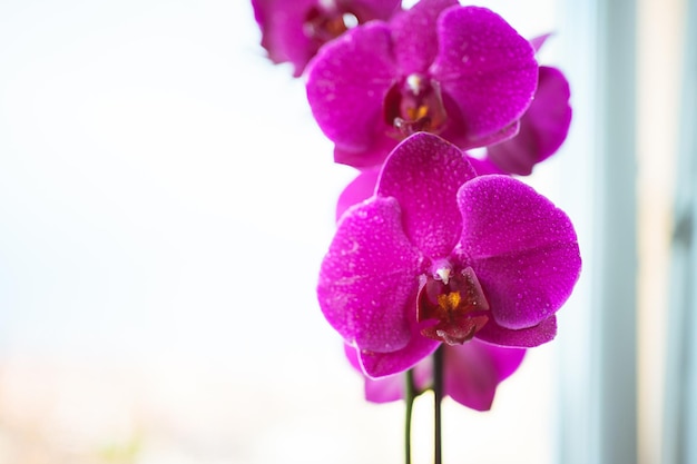 uma foto de lindas flores de orquídea com gotas de água