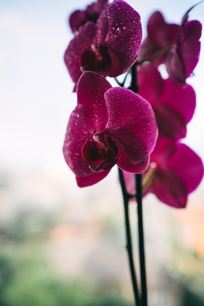 uma foto de lindas flores de orquídea com gotas de água