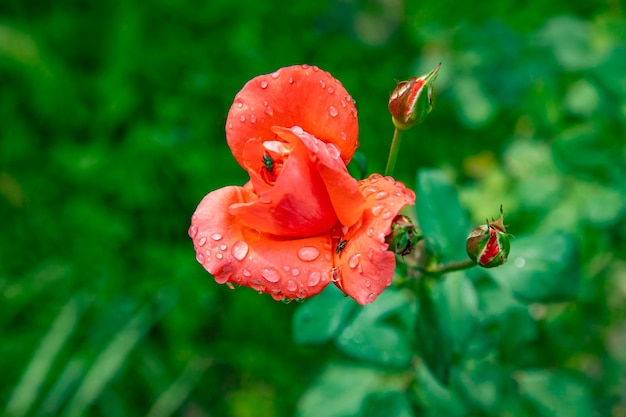 uma foto de perto de belas rosas vermelhas com gotas no jardim