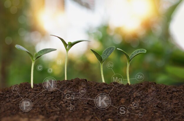 Foto uma foto de plantas com a palavra gran nela