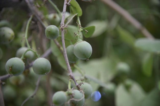 Uma foto de plantas verdes naturais em uma das terras agrícolas das fazendas a beleza da natureza no pré