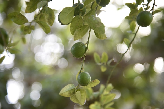 Uma foto de plantas verdes naturais em uma das terras agrícolas das fazendas a beleza da natureza no Pré