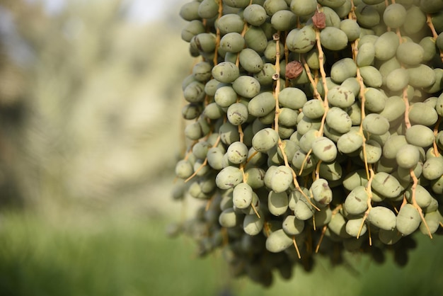 Uma foto de plantas verdes naturais em uma das terras agrícolas das fazendas a beleza da natureza no Pré