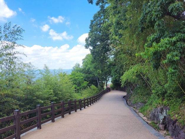 uma foto de um caminho de floresta tranquila com um céu azul