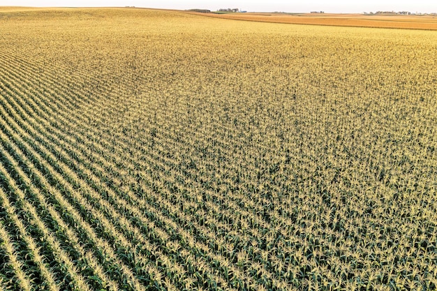 Uma foto de um campo de grama