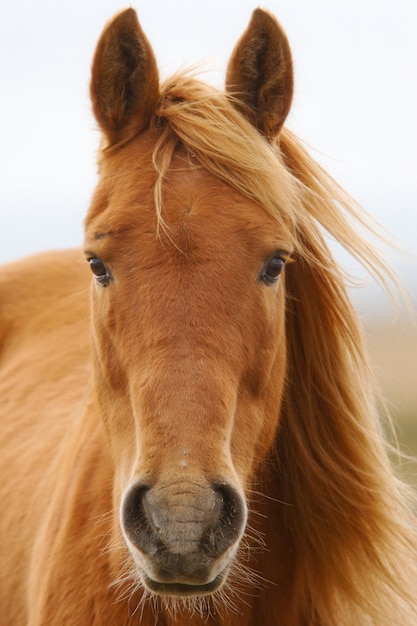 Foto uma foto de um cavalo em liberdade