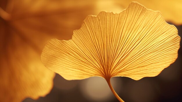 Uma foto de um close de uma folha de ginkgo biloba com cor dourada