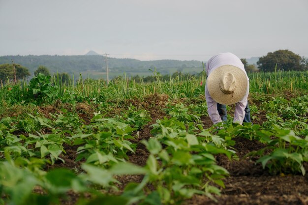 Uma foto de um fazendeiro hispânico em sua plantação no México